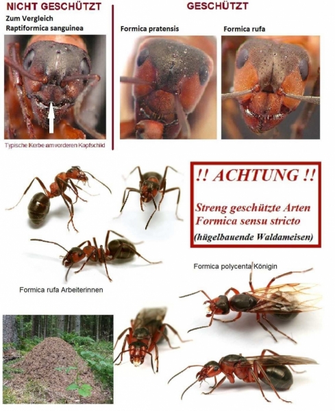 Formica sensu stricto
