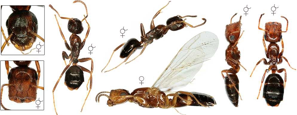 Colobopsis