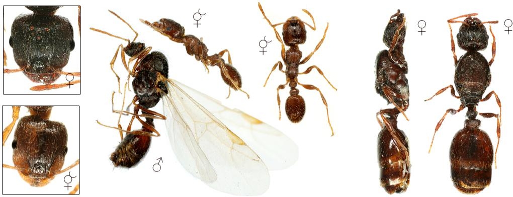 Tetramorium