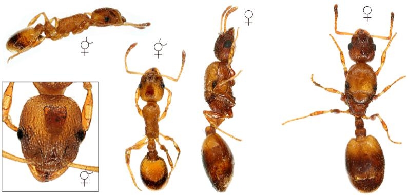 Temnothorax