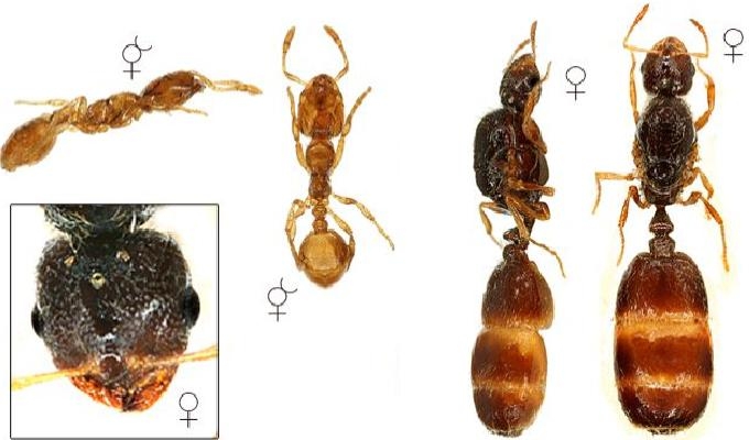Solenopsis
