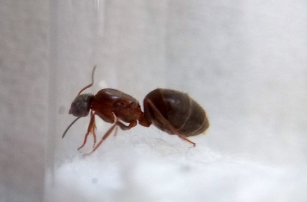 Lasius emarginatus Königin 1