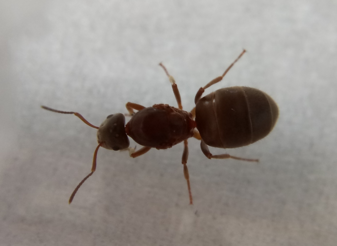 Lasius emarginatus Königin 2