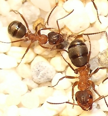 Formica sanguinea