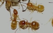 Lasius flavus