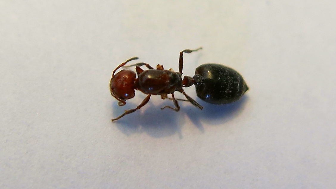 Crematogaster scutellaris Königin
