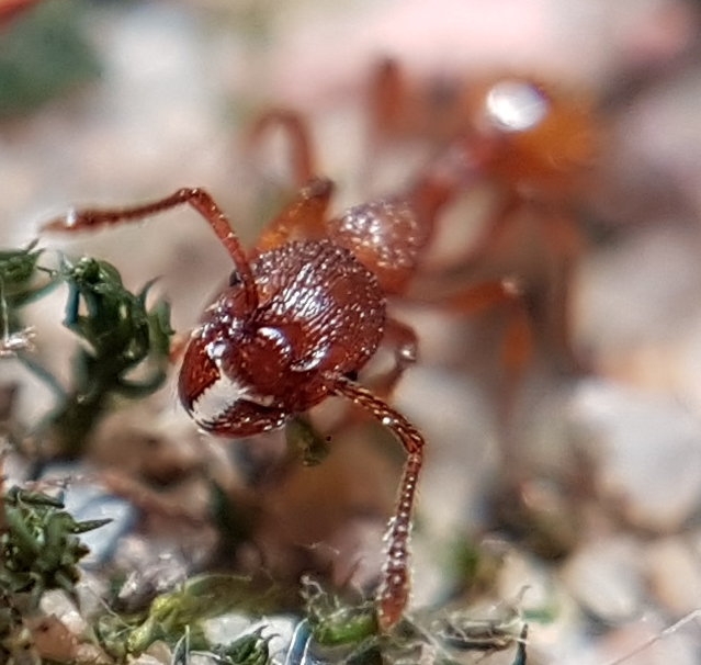 Ameisen-Kopf