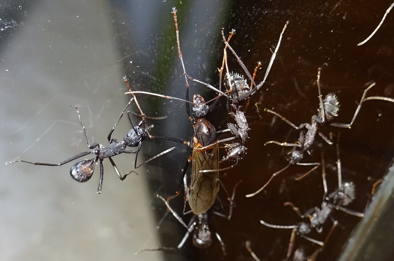 Camponotus erigens