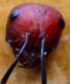 Ameisenkopf