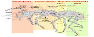 Anatomie