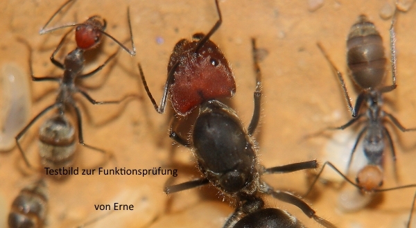 Testbild zur Funktionsprüfung von Erne