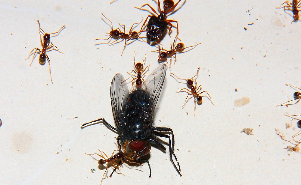 Pheidole sinica mit Fliege