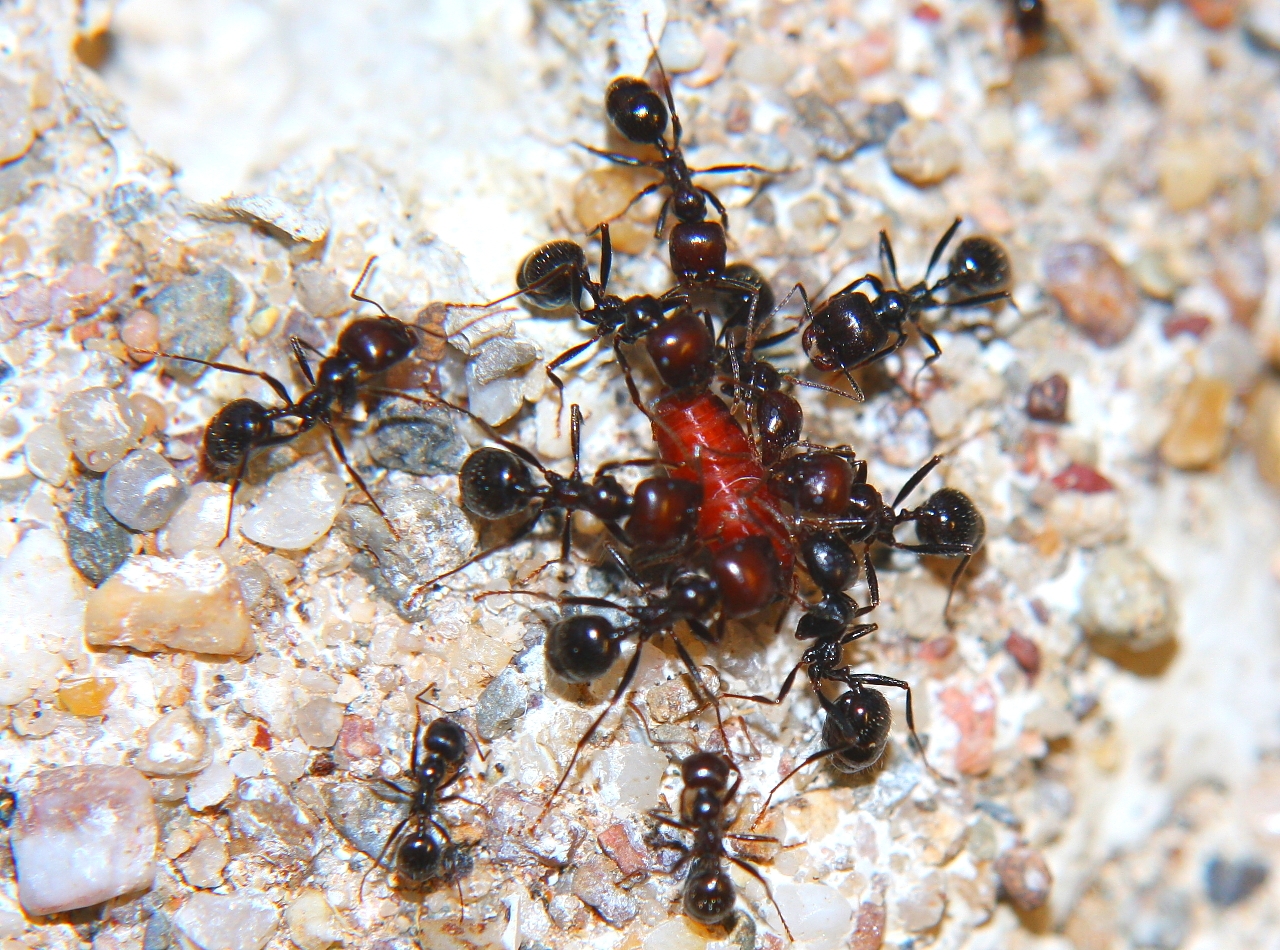 Messor barbarus mit Fliegenpuppe