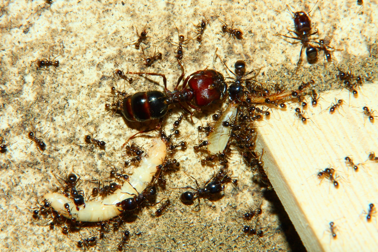 Carebara diversa mit Mehlkäferlarve
