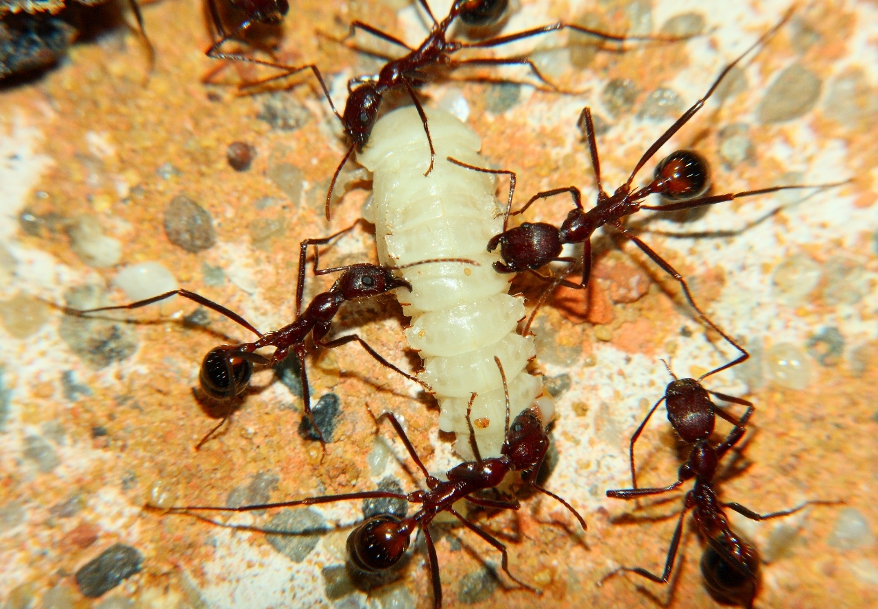 Aphaenogaster texana mit Mehlkäferpuppe