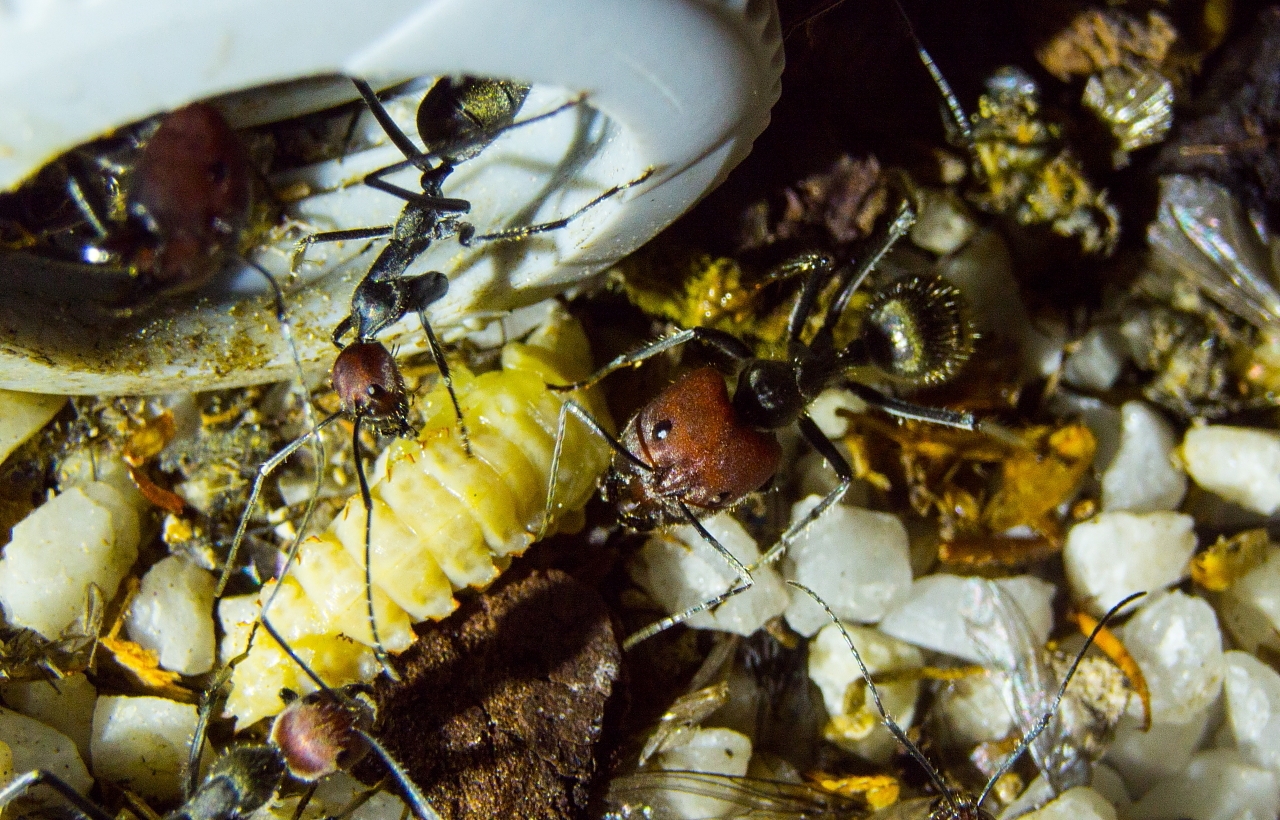 Camponotus singularis mit Mehlkäferpuppe