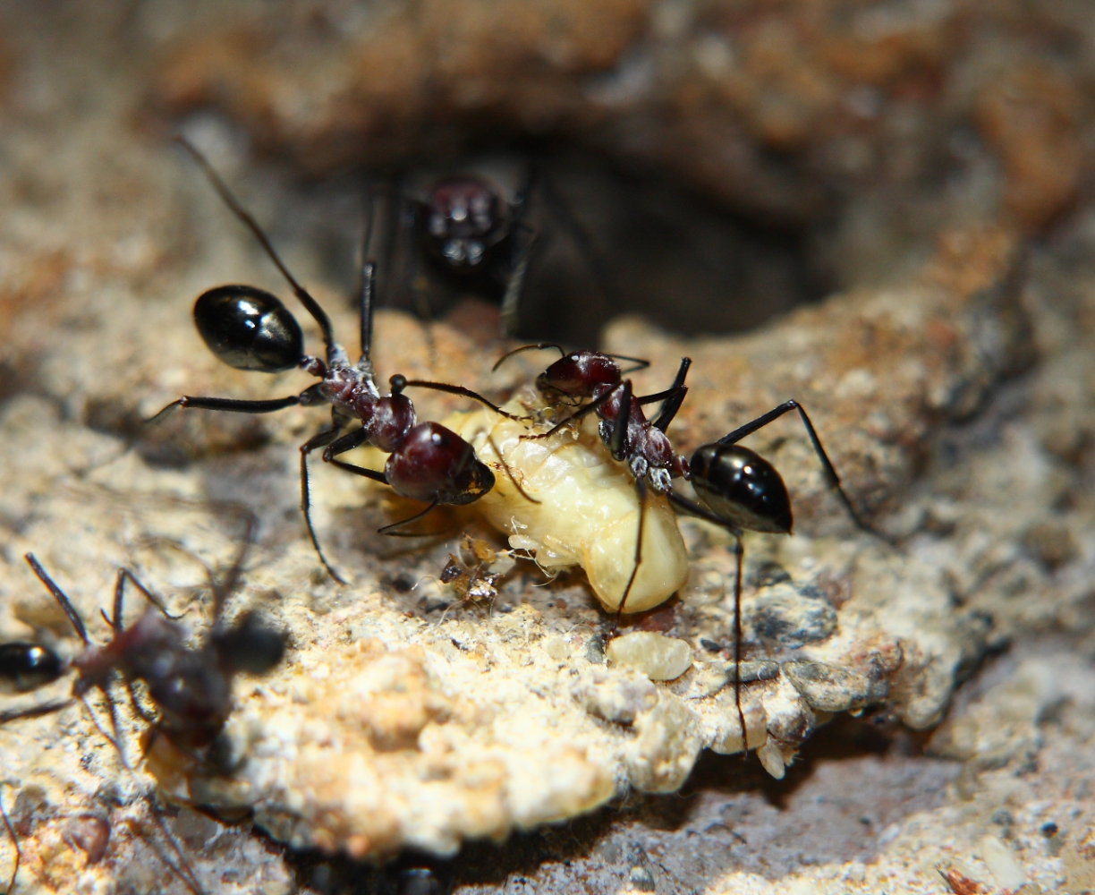 Cataglyphis mit Mehlkäferpuppe
