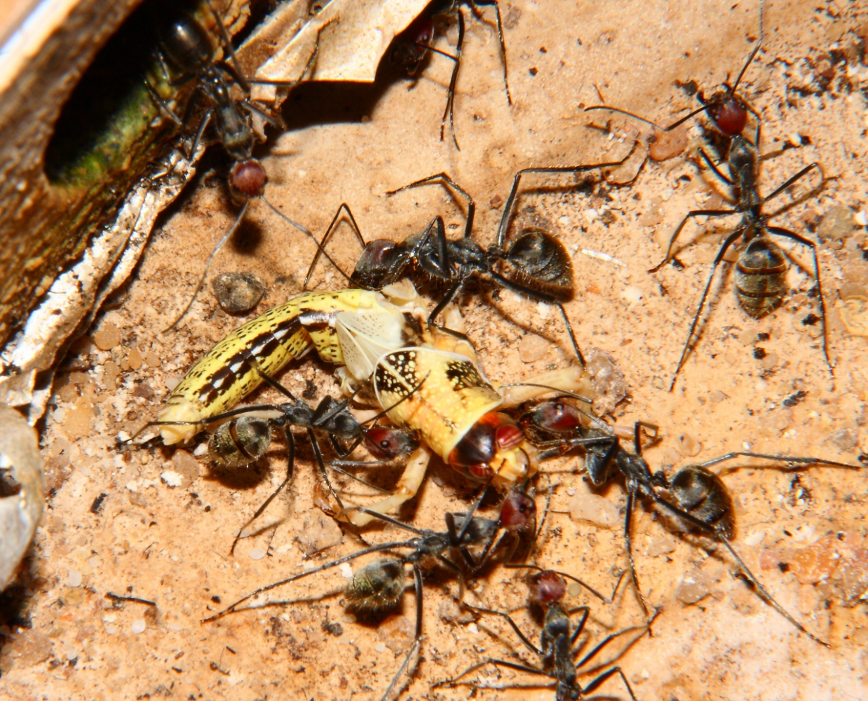 Camponotos singularis mit Heuschrecke