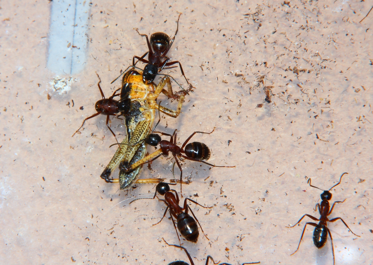 Camponotus mit Heimchen