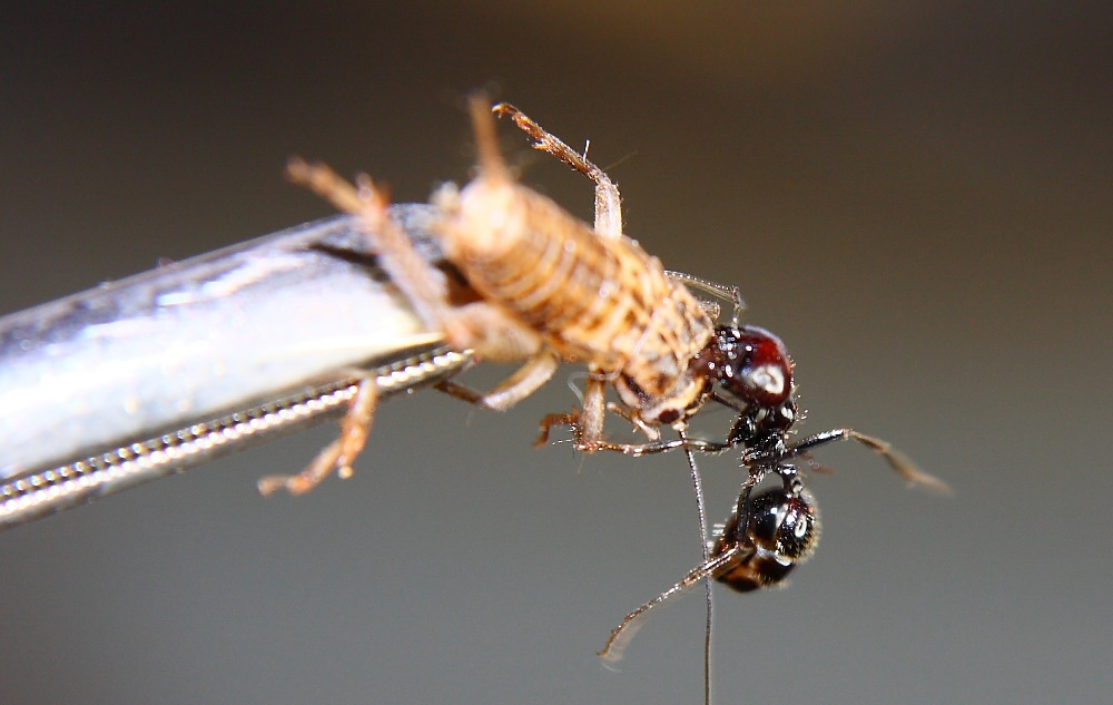 Messor barbarus mit Heimchen