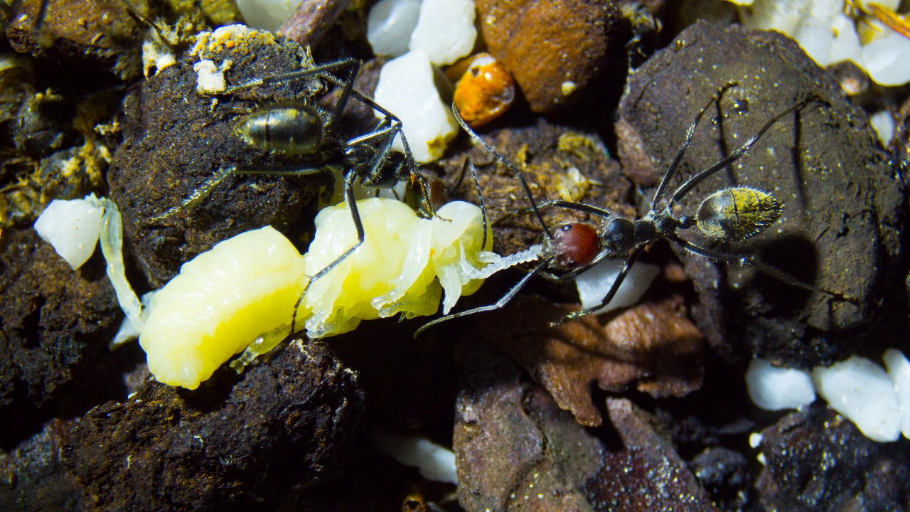 Camponotus singularis mit Drohnenbrut