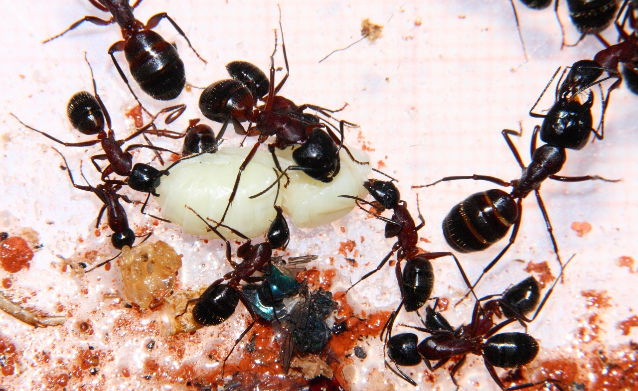 Camponotus mit Drohnenbrut