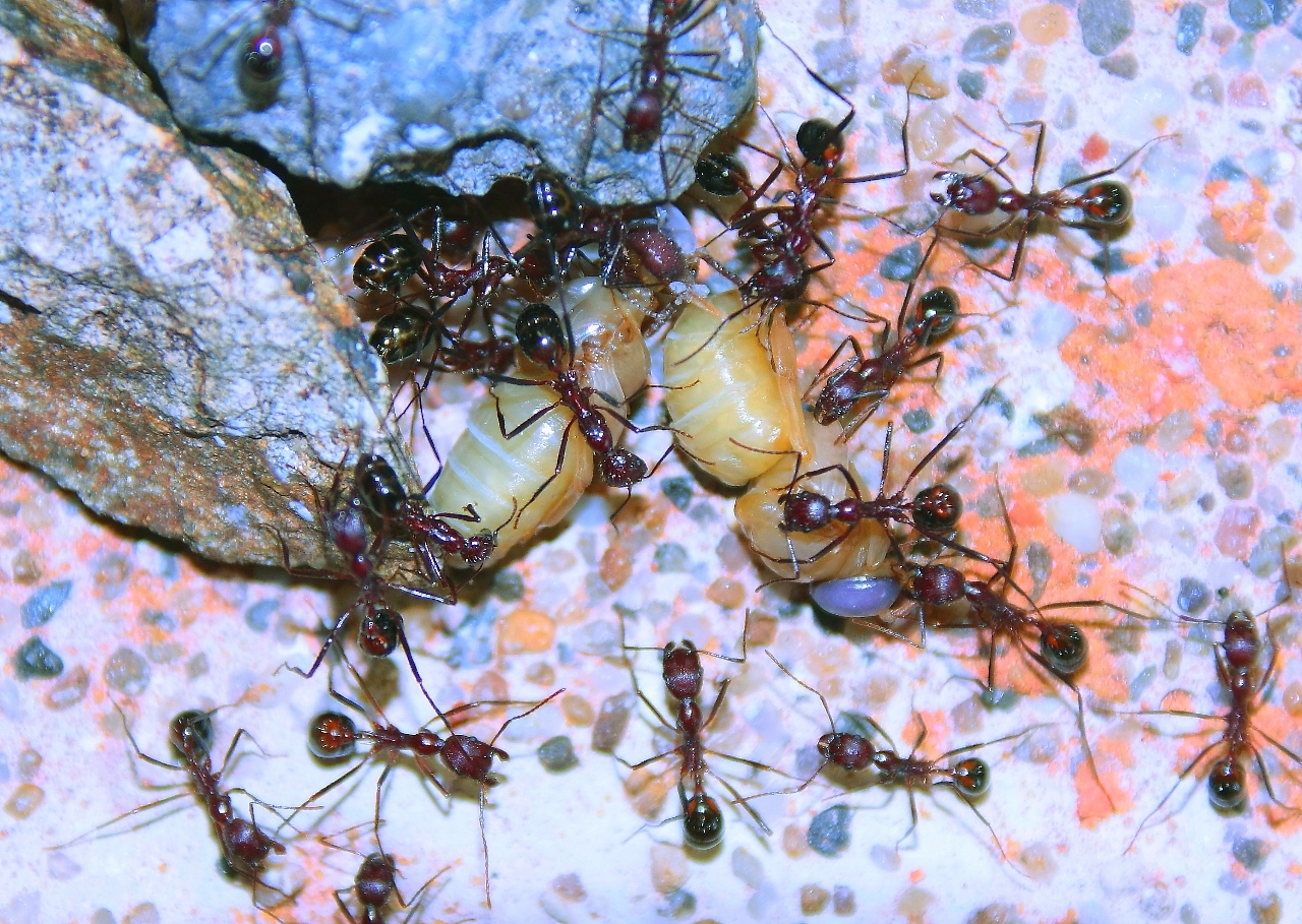 Aphaenogaster texana mit Drohnenpuppe