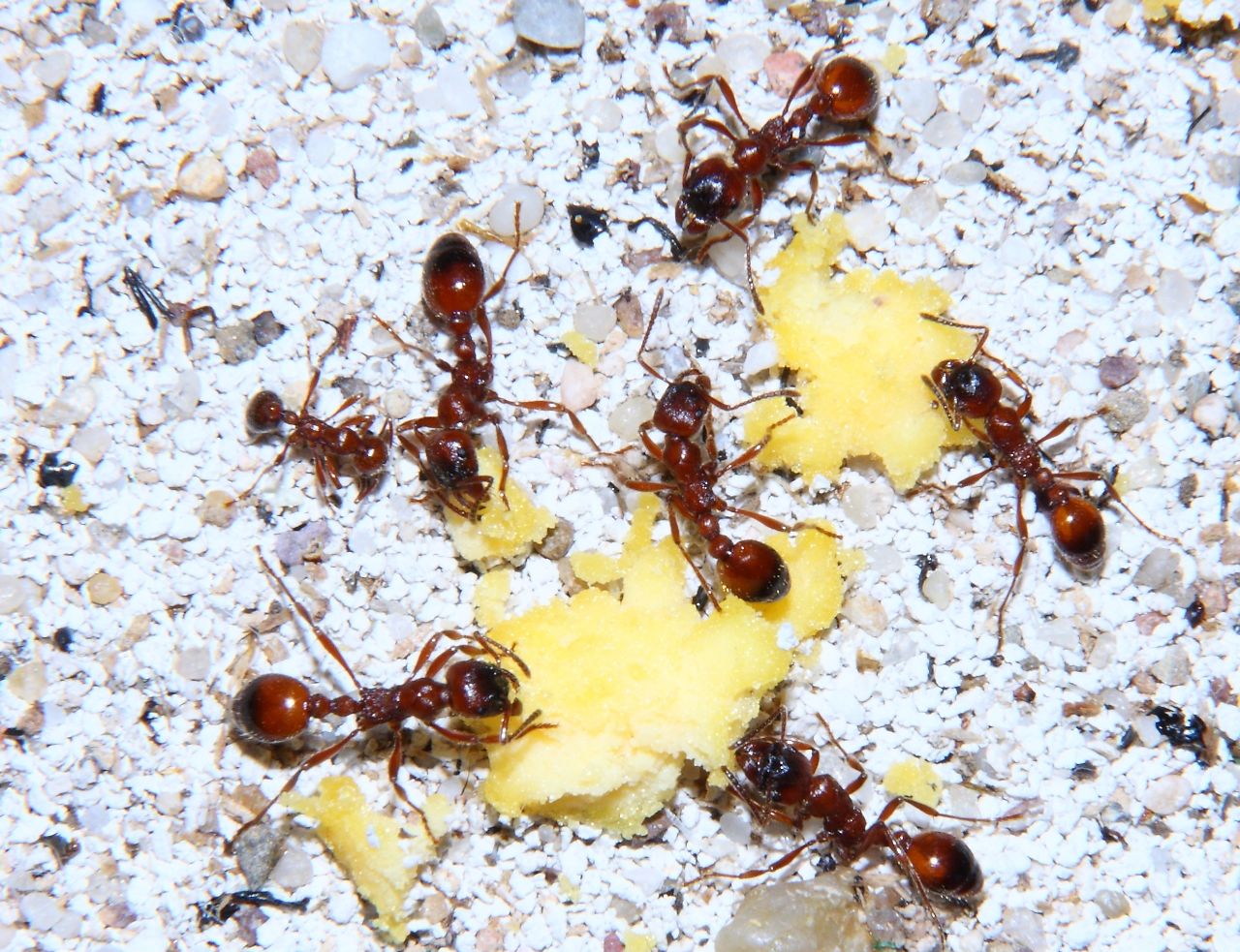 Manica rubida mit Eigelb