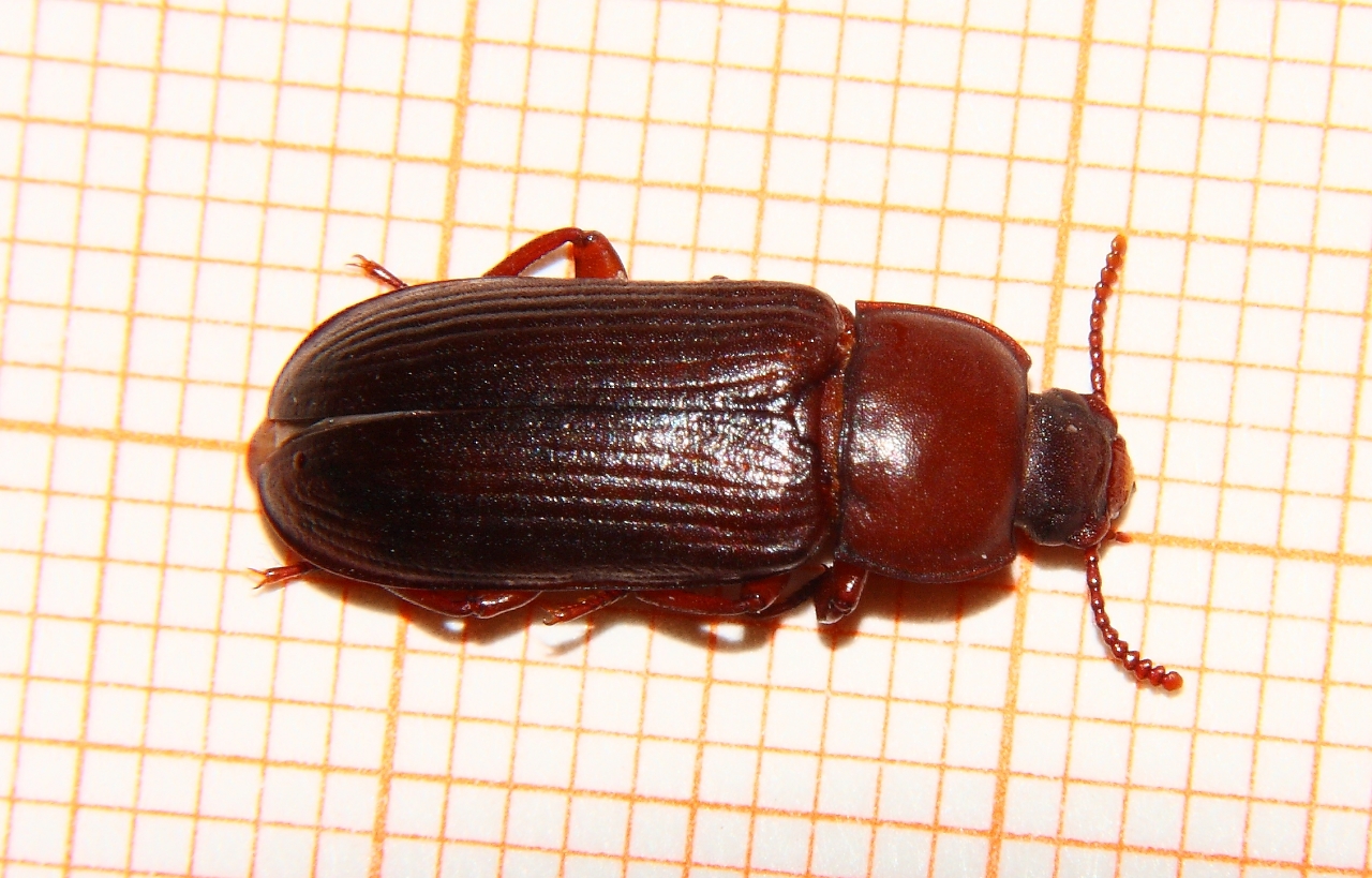 Mehlkäfer