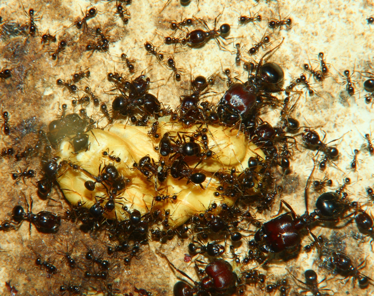 Carebara diversa an Walnuss