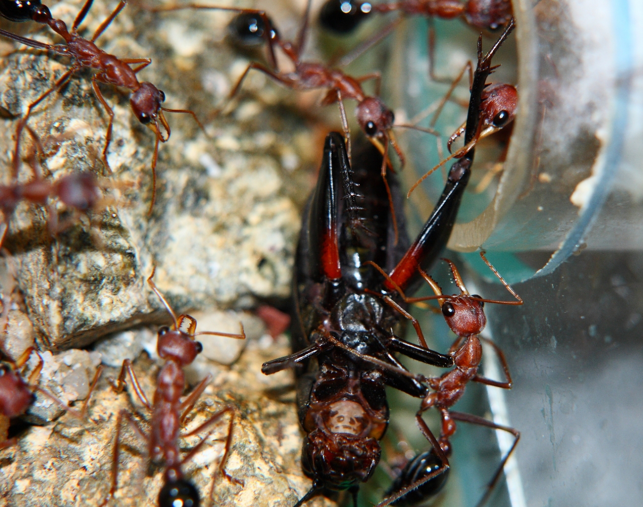 Myrmecia an Grille