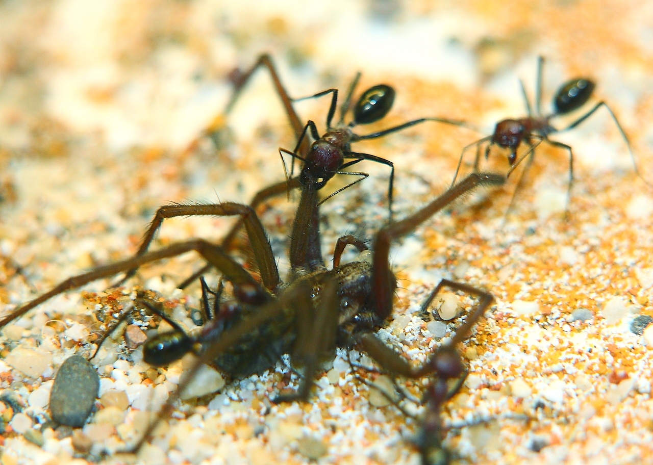 Cataglyphis mit Spinne