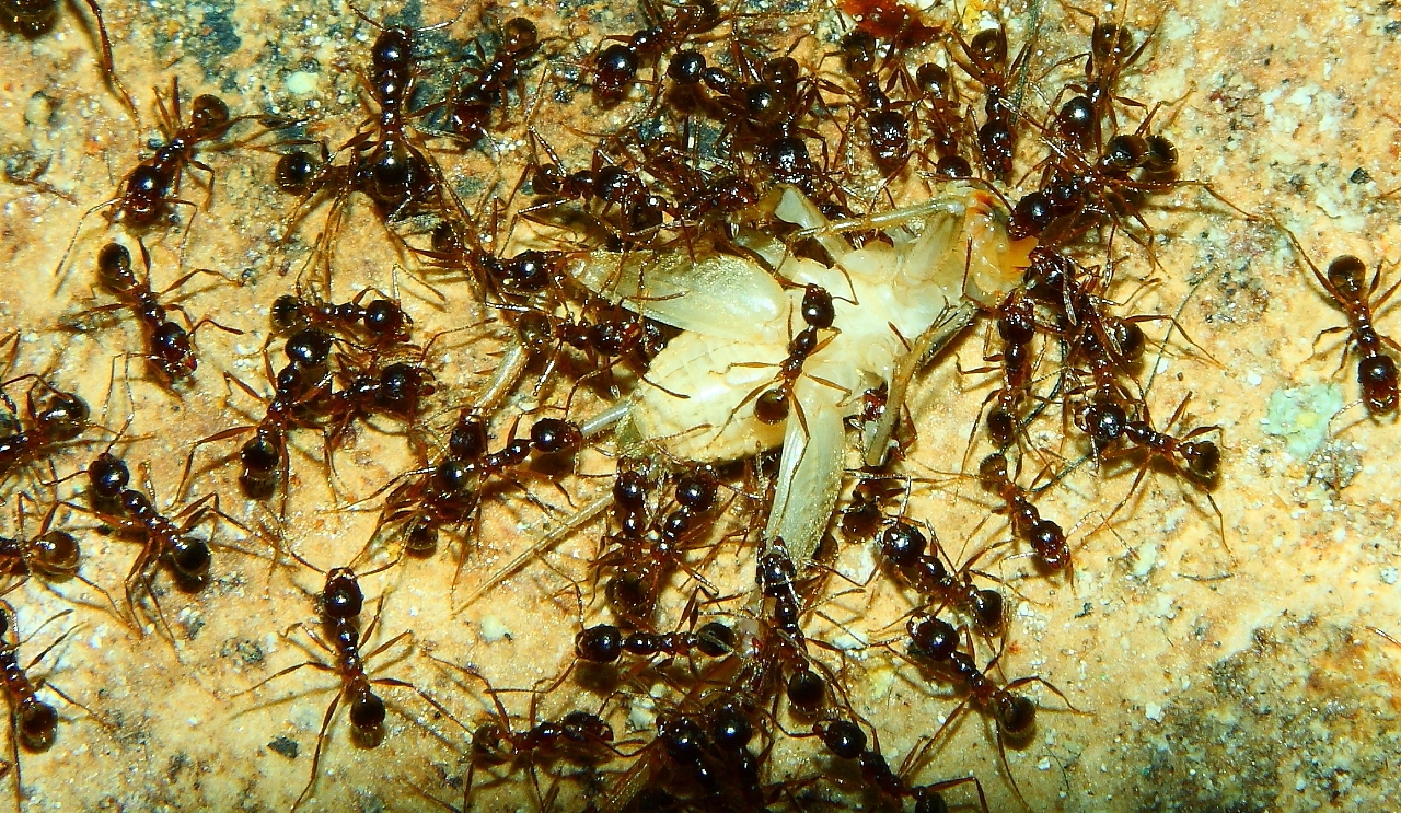 Pheidole sinica