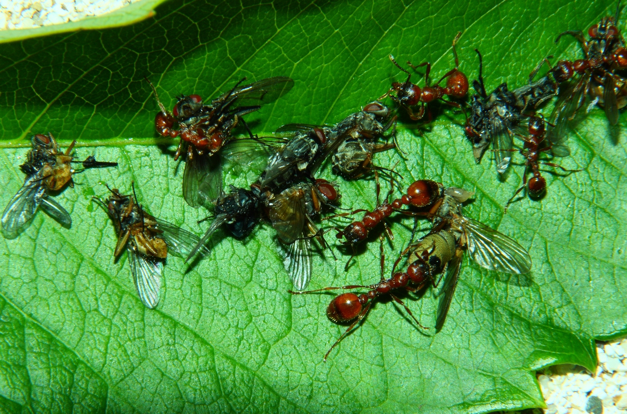 Manica rubida an Fliegen
