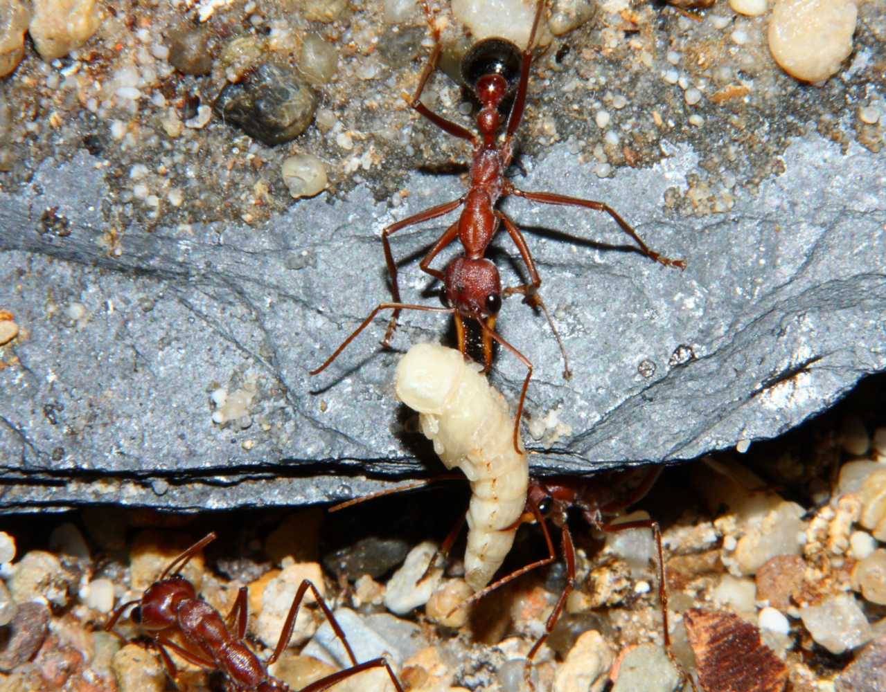 Myrmecia an Käferpuppe