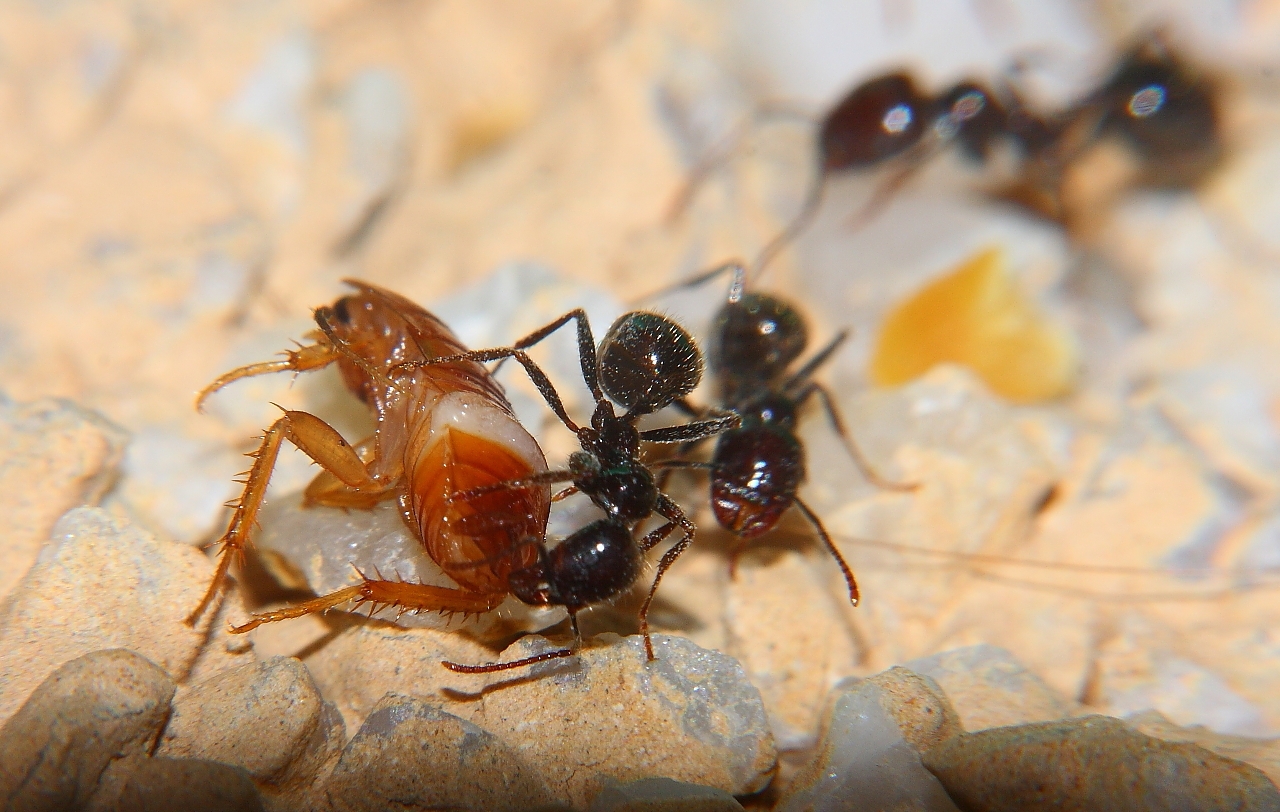 Messor barbarus an Schockoschabe