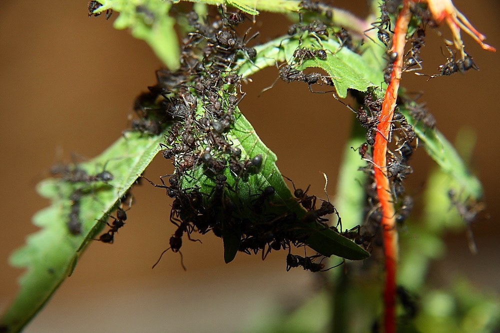 Acromyrmex an Blättern