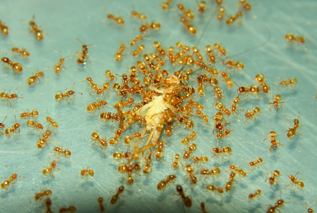 Lasius flavus
