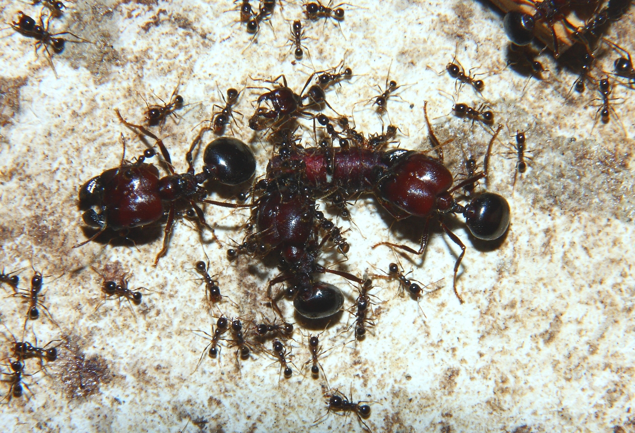 Carebara diversa