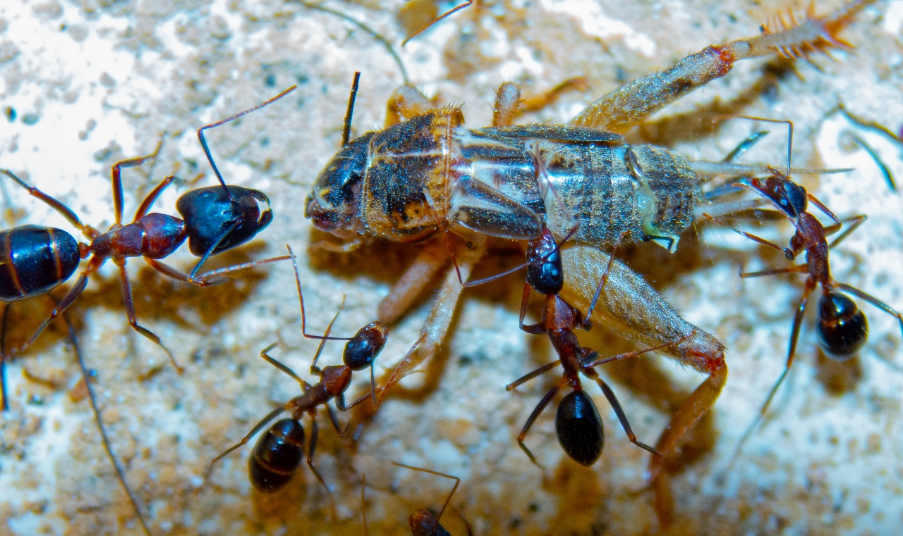 Camponotus barbaricus
