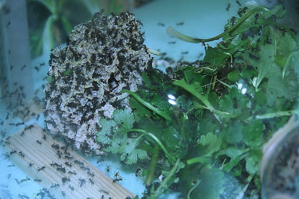 Acromyrmex
