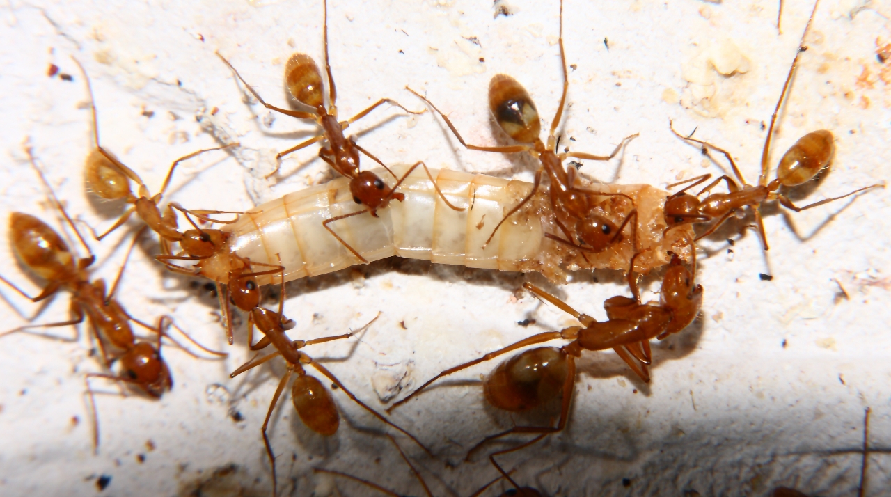 Camponotus spec