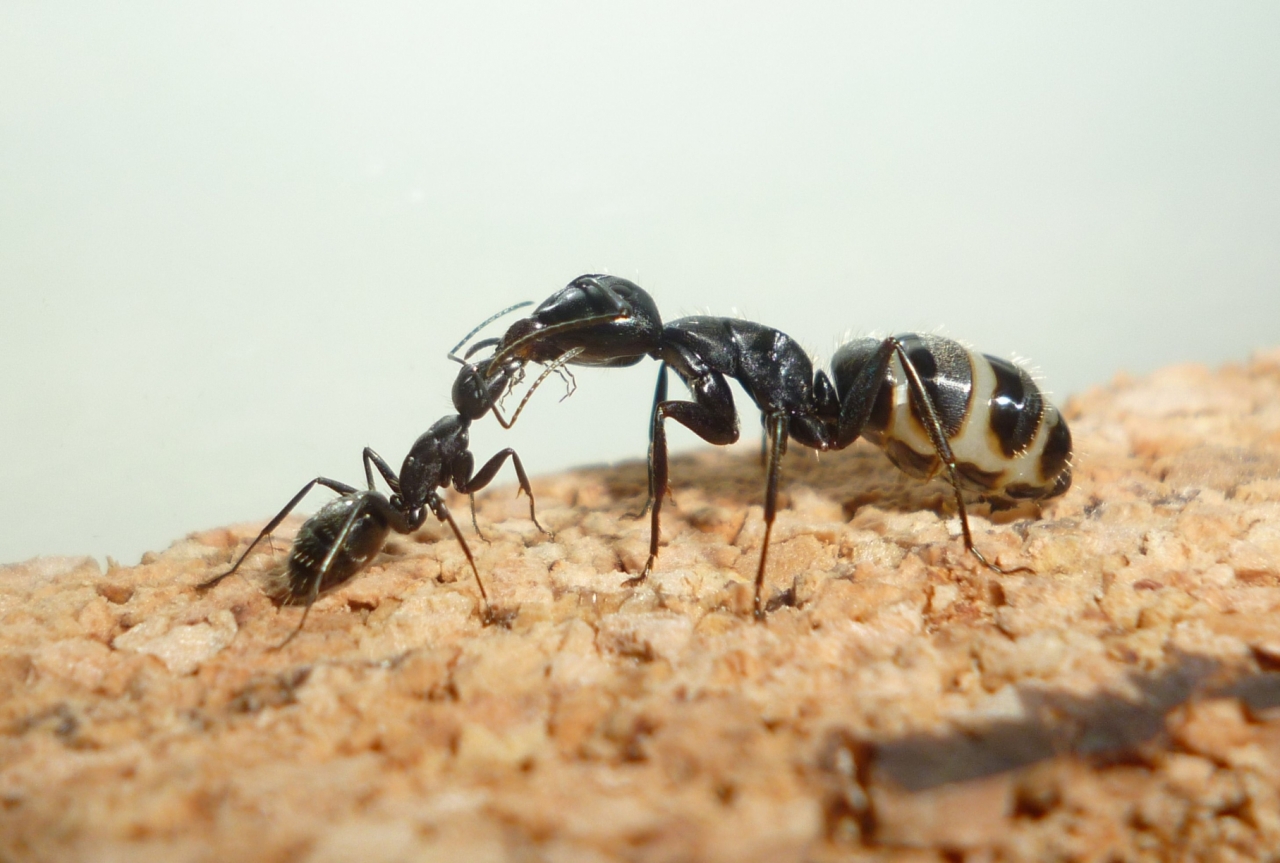 Trophallaxis