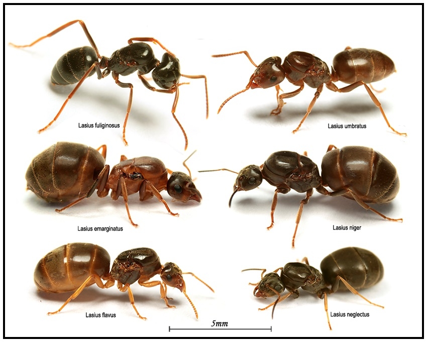 Lasius