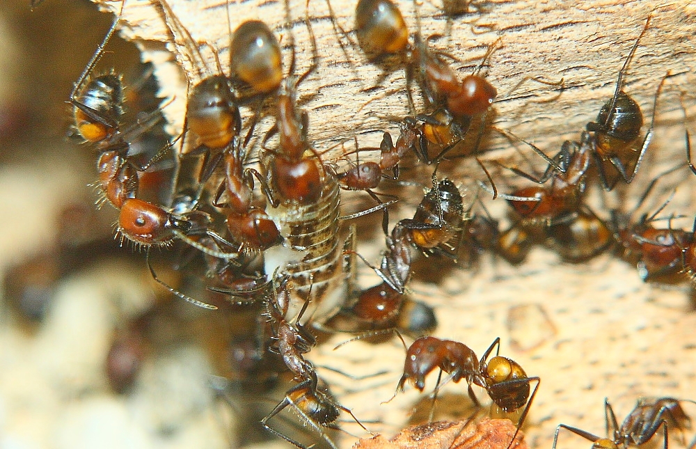 Camponotus nicobarensis mit Heimchen