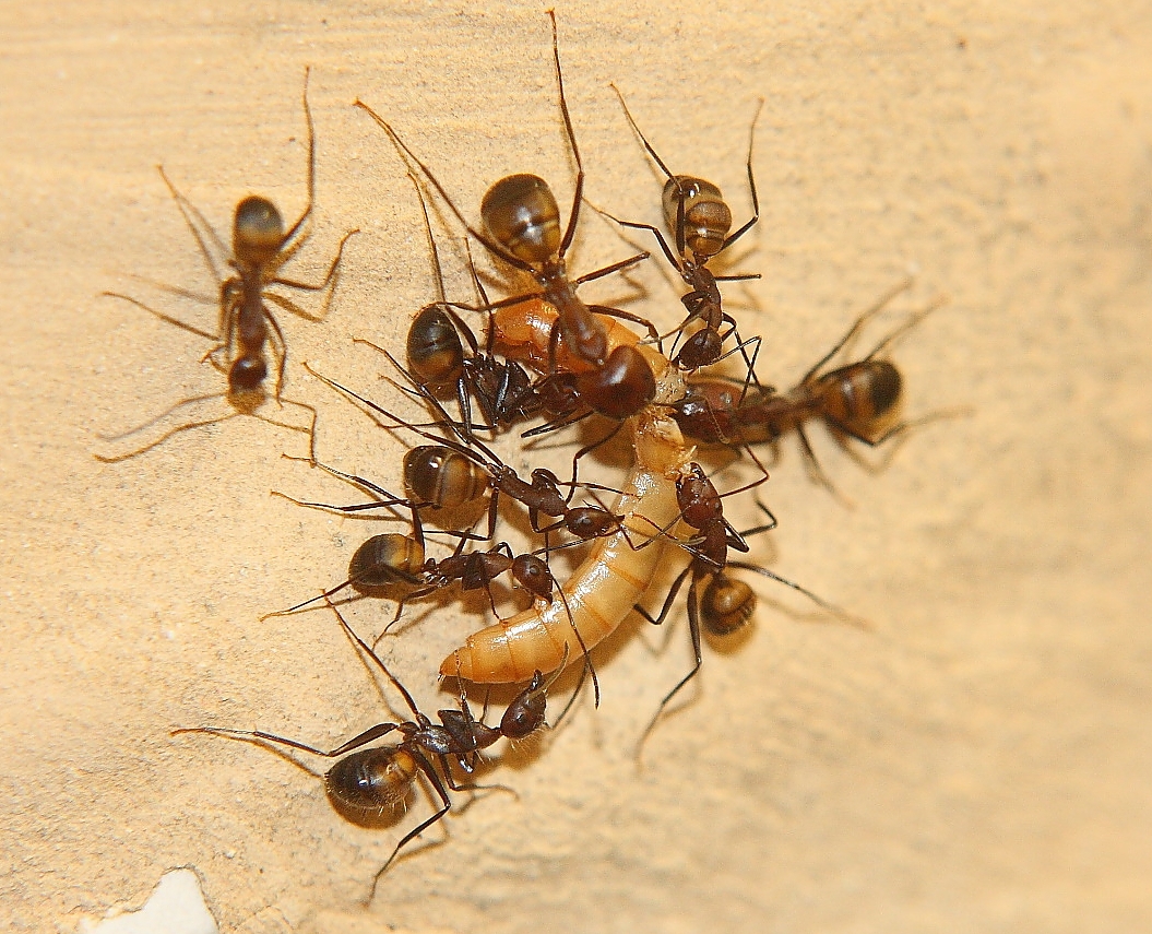 Camponotus nicobarensis mit Mehlkäferlarve
