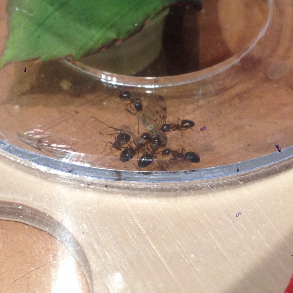 Dolichoderus quadripunctatus 11.04.2020 / 2