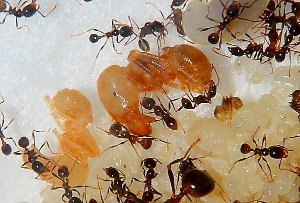 Carebara diversa