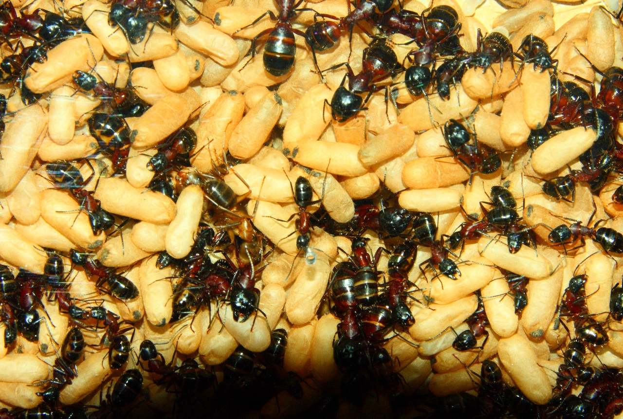 Camponotus ligniperda 19.08.2020_2