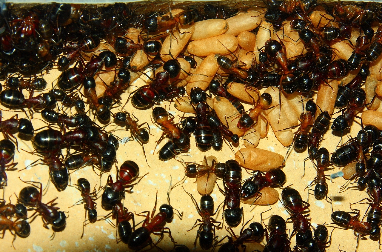 Camponotus ligniperda _2